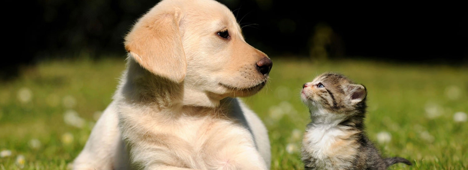Puppy and kitten