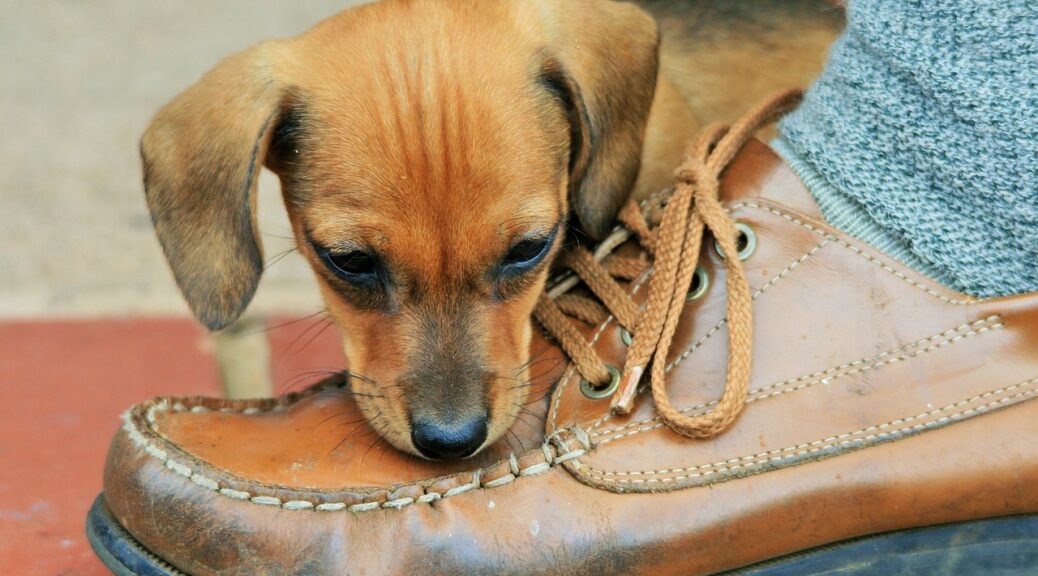 Puppy with Brown Shoe