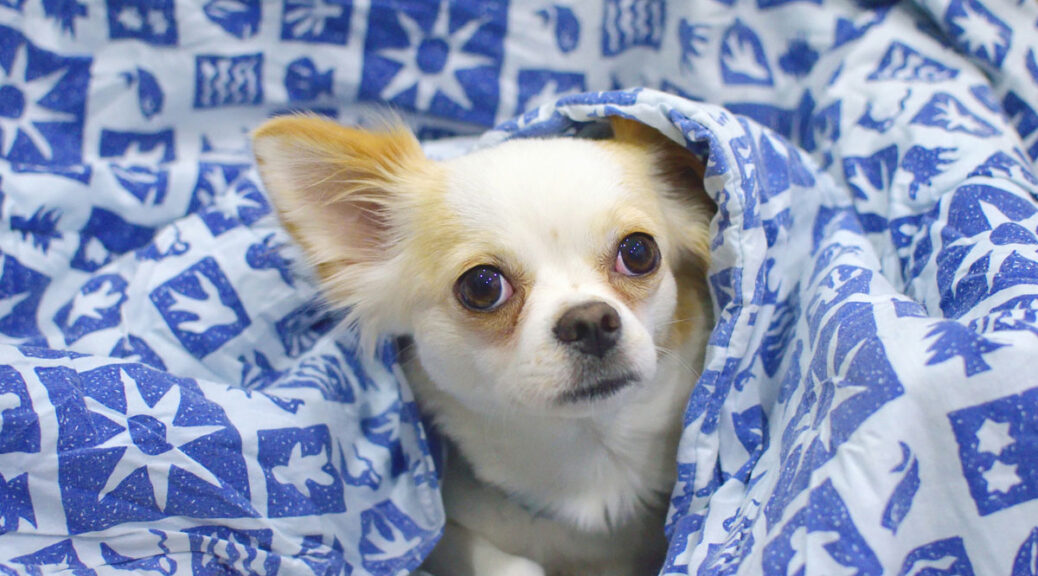 Chihuahua under blanket