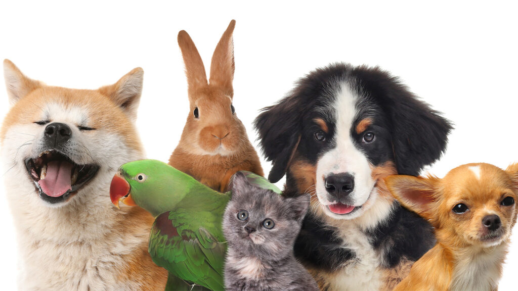 Group of animals including dogs, rabbits, cat, and bird