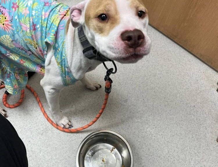 Rescued dog from abuse named Fern