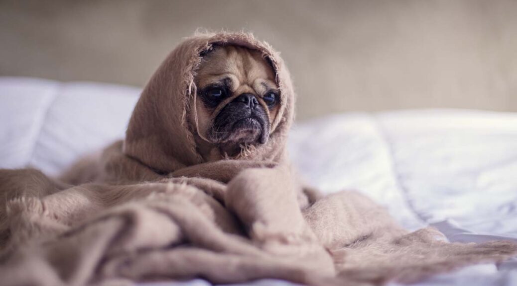 A pug is wrapped in a blanket trying to stay warm.
